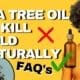 How To Use Tea Tree Essential Oil to Kill Mold Naturally